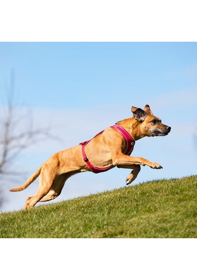 Belka Comfort Harness Red L