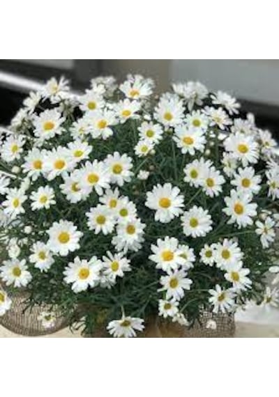 20 Adet Tohum Yayılıcı Kır Papatyası Çiçeği Tohumu Çiçek Tohumu S