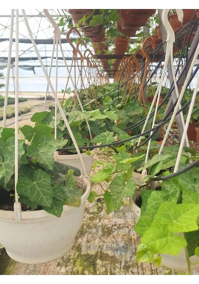 Hedera Helix Sarmaşığı Makrome Saksıda 1 Adet Saksılı 30-40cm