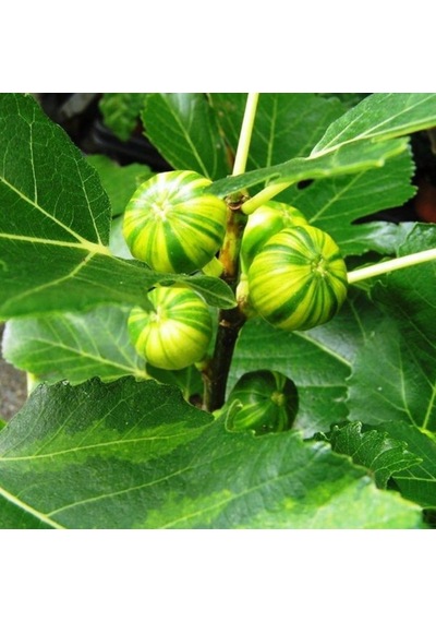 Bahçevilya Sarı-yeşil Çizgili Çilek Aromalı İncir Ağacı Fidanı