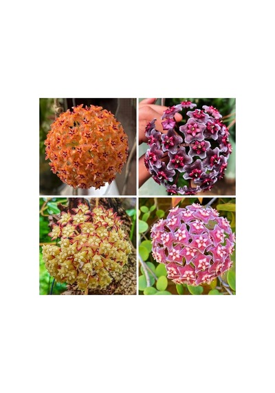 Mum Çiçeği Fidanı Beyaz 10-20 Cm