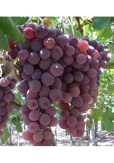 Al Üzüm Red Globe Üzüm Fidanı 60-100 Cm Tüplü