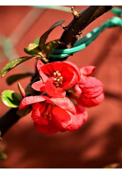 Bahar Dalı Japanese Quince Bol Çiçekli Süs Bitkisi Aşılı Meyve Fidanı