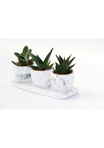 Trio Beyaz Sukulent Seti - Haworthia. Gasteria. Aloe Ferox