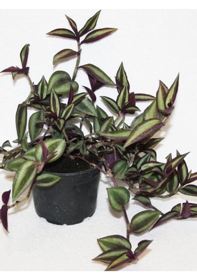 Zebra Alacalı Telgraf Çiçeği 1 Adet Saksılı 30-40cm Tradescantia Zebrina