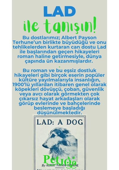 Petjoo 23.Lad Yeşil-Mavi Qr'lı Köpek Künyesi