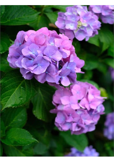 Mor Ortanca 80 100 Cm 1 Adet Sakksılı Çiçekli Bahçe Bitkisi Hydrangea Macrophylla