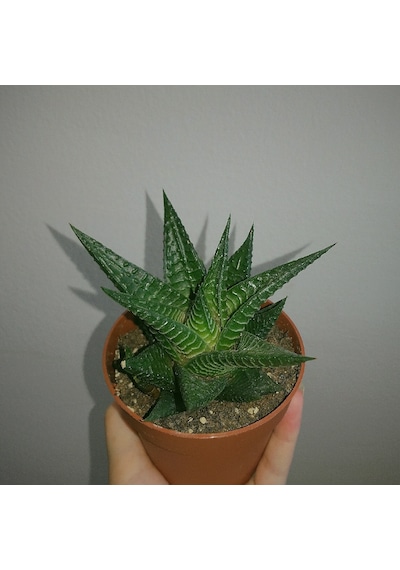 Haworthia Limifolia 15 Adet
