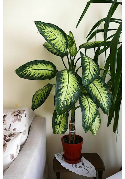 Difenbahya - Tropik 60-80 Cm 2 Adet
