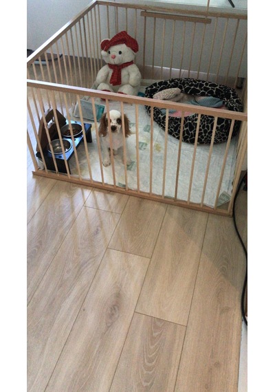 AHŞAP KÖPEK ÇİTİ YÜKSEKLİK 70 CM