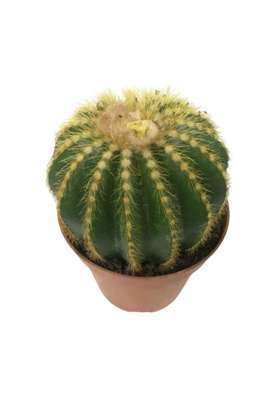 Parodia Kaktüs 12 cm Lik Saksıda