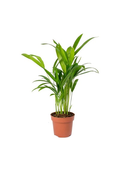 İç Mekan Salon Seti Şamador 15-25cm -yeşil Kılıç 20-40cm -deve Tabanı 40-60cm