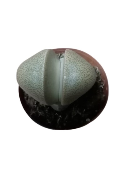 Serada Decor Plant Pleiospilos Nelii Lithops Beyaz Çiçek Açan Taş Kaktüs Yaşayan Taşlar