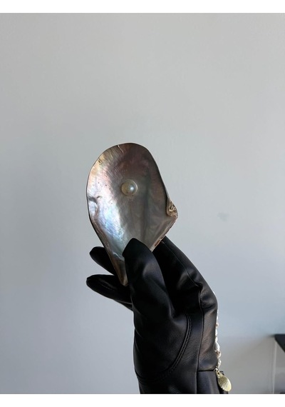 Deniz Kabuğu Tek İncili Pteria Penguin Sedefli Dekoratif Kabuk 7-9 Cm 1 Adet Genel