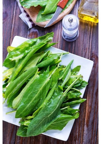 Geniş Yapraklı Kuzukulağı Labada Tohumu Atalık Large Leaf Sorrel