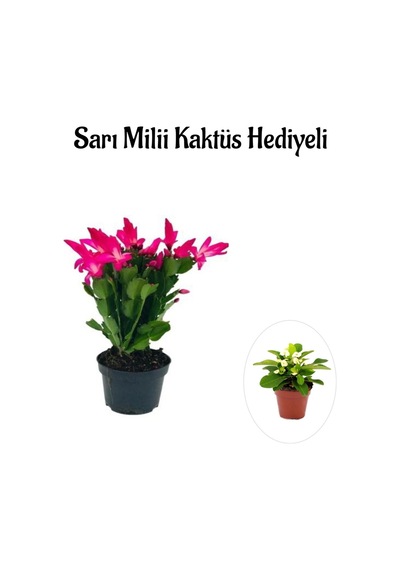 Kadınlar Gününe Özel Pembe Renk Yılbaşı Çiçeği Sarı Milii Kaktüs Hediyeli