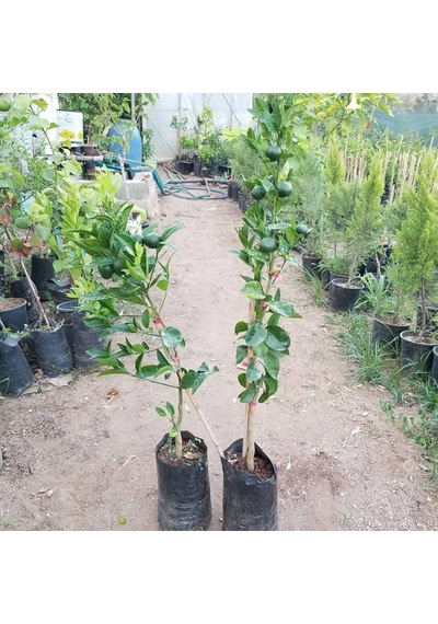 3 Yaş Aşılı Nova Mandalina Fidanı. Torbada