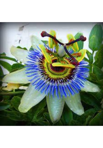 10 Adet Tohum Passiflora Çiçeği Tohumu Çarkıfelek Çiçek Tohumu Saksı Toprak Süpriz Heidye