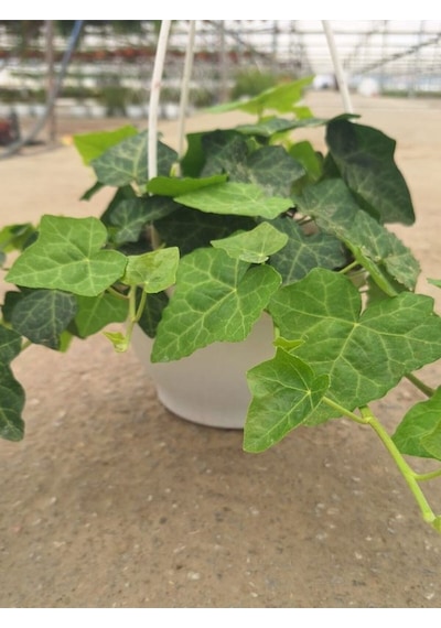 Hedera Helix Sarmaşığı Makrome Saksıda 1 Adet Saksılı 30-40cm