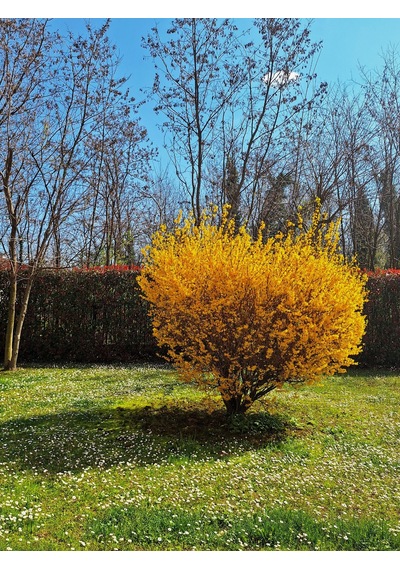 Tüplü Altın Çanağı Fidanı Forsythia Intermedia - Sarı Çiçekli Erken Bahar Açan Süs Çalısı