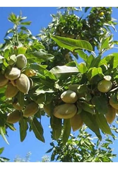 Tüplü Fidan Teksas Badem Fidanı