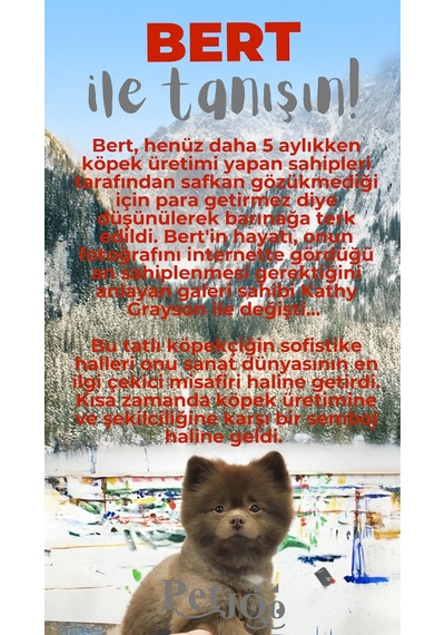 Petjoo 13.Bert Gri-Kırmızı Qr'lı Köpek Künyesi