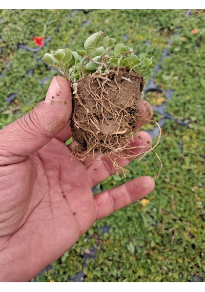 Fare Kulağı Dichondra Repens
