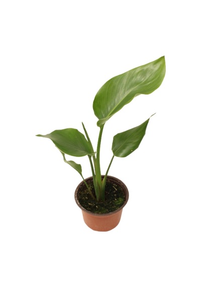 Strelitzia Nicolai- Starliçe Beyaz Cennet Kuşu Çiçeği - Turna Gagası - Mini Boy Iç Mekan Ofis Salon