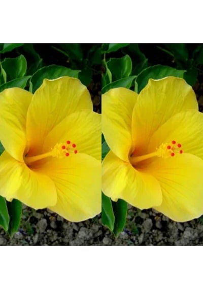 Videolu 1 Adet Sarı Japon Çiçeği 20-30 Cm Tüplü Çiçekli Bodur Bitkiler Camellia