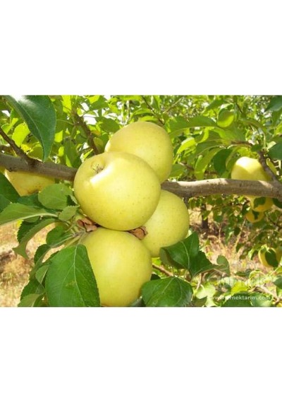 Golden Elma Fidanı Aşılı - 2 Yaş Tüplü 80-100 Cm