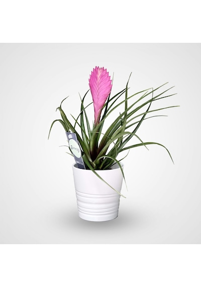 Hava Bitkisi (Tillandsia) Airplant  15-20 cm 2 Adet