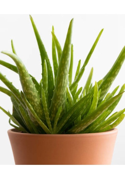 Videolu Aloe Vera Biktisi 1 Adet Saksılı/ Tüplü 15-30cm Iç Mekan Salon Bitkisi