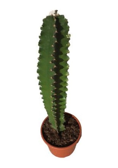 Euphorbia İngens -kovboy Kaktüs 75-80 Cm