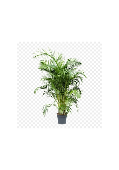 Areka Palmiyesi - Areca Palm 80-150 Cm