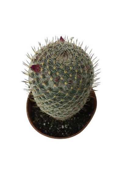 Çiçek Açan Kaktüs Mammillaria 8,5 Cm'lik Saksıda
