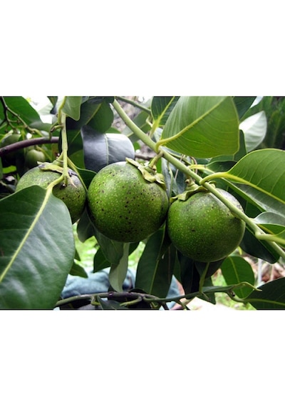 Black Sapote 3 Yaş 35 Cm
