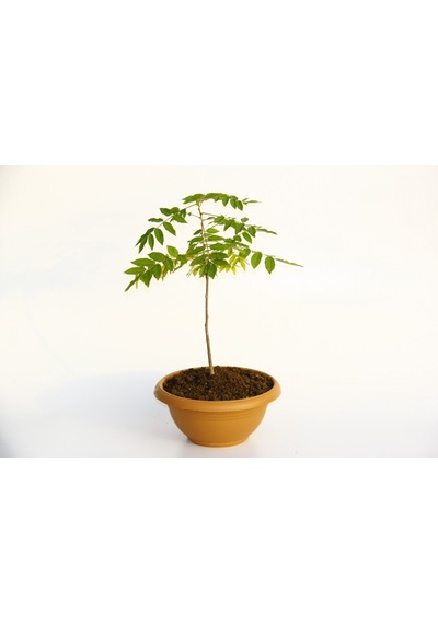 Bonsai Mor Salkım