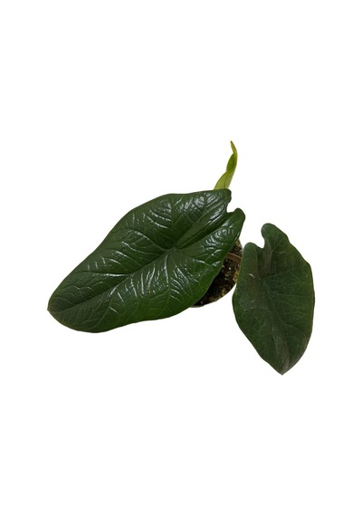Alocasia Scalprum Fil Kulağı Ø5,5 Cm Y0-10 Cm