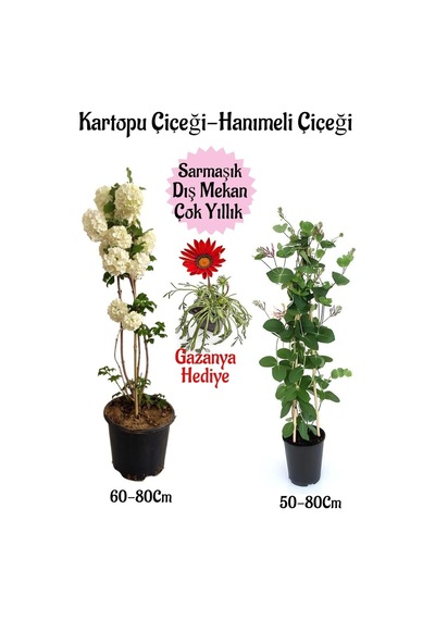 Kartopu Çiçeği 1 Adet +hanıme Çiçeği 1 Adet+pembe Gazanyasaksılı Bahçe Seti