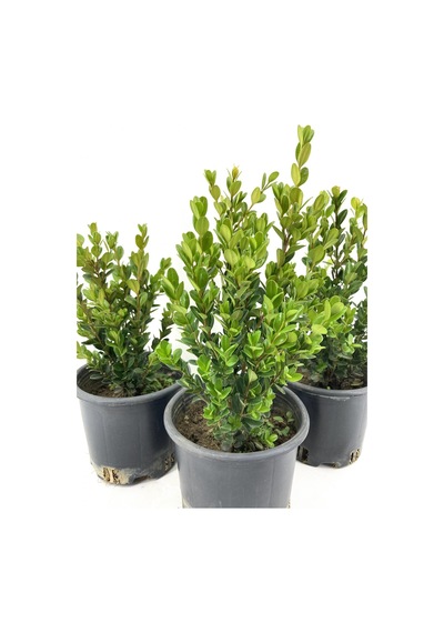 Şimşir 25-30 Cm-3 Adet