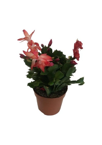 Yılbaşı Çiçeği Schlumbergera - 878012419