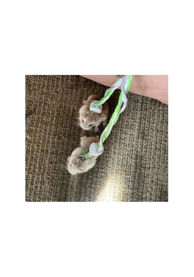 Patentli Hamster Gezdirme Tasması - Dolaştırma İçin