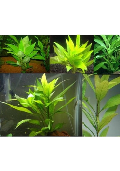 Hygrophila Corymbosa -Limon 5 Kök