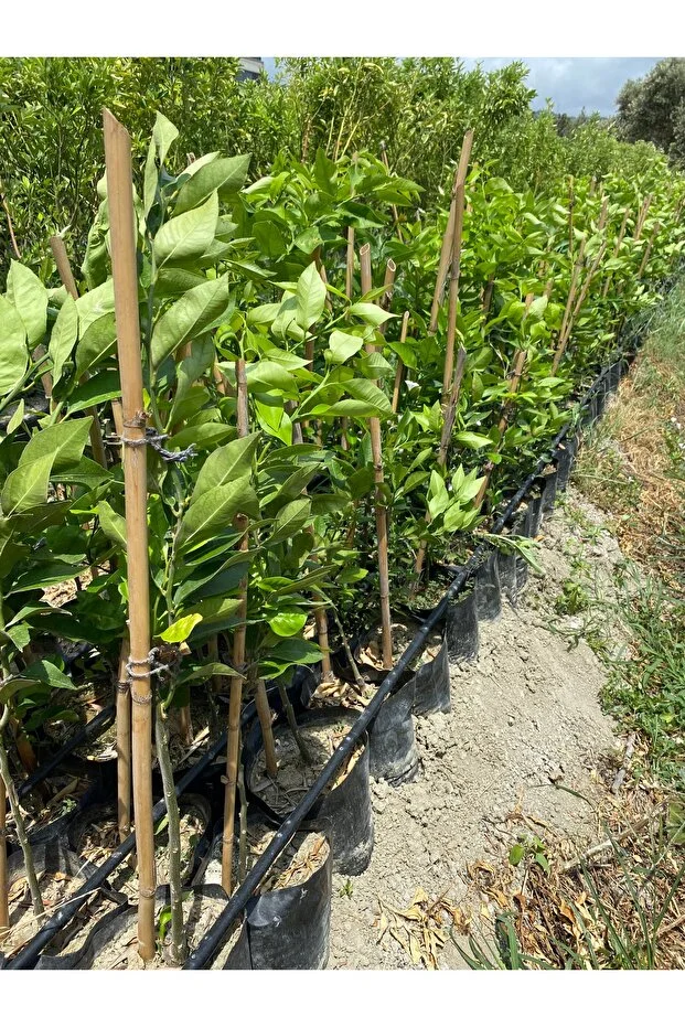Yediveren Limon Fidanı 1 Yaş 100 Cm Tüplü Canlı Ve Sağlıklı