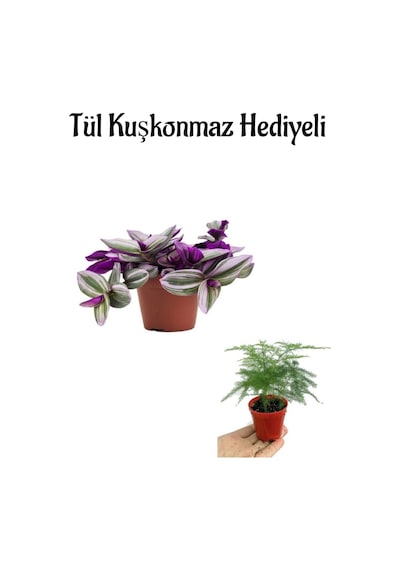 Şeker Pembe Telgraf Çiçeği Kadınlar Gününe Özel Tül Kuşkonmaz