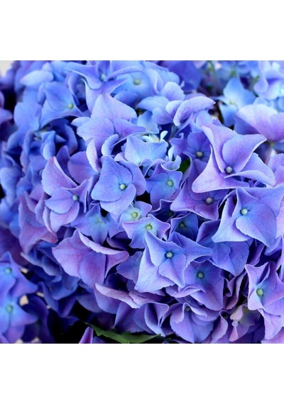Videolu Ithal Mavi Tivoli Ortanca Çiçeği Fidanı 25-50 Cm Saksılı Çiçekli Bodur Blue Hydreangea