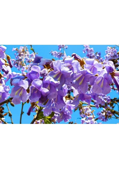 Tüplü Dünyanın En Hızlı Büyüyen Agacı Paulownia Pavlonya Fidanı