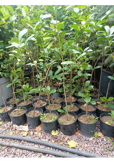 Karayemiş Fidanı 50-100 Cm