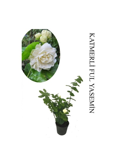 Mis Kokulu Katlı Ful Yasemin Çiçeği 1 Adet Saksılı 30-60cm Bahçe Bitkisi