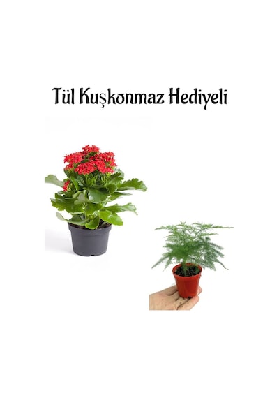 Anneler Gününe Özel Hediyelik Kırmızı Renk Kalanşo Çiçeği Tül Kuşkonmaz Hediyeli